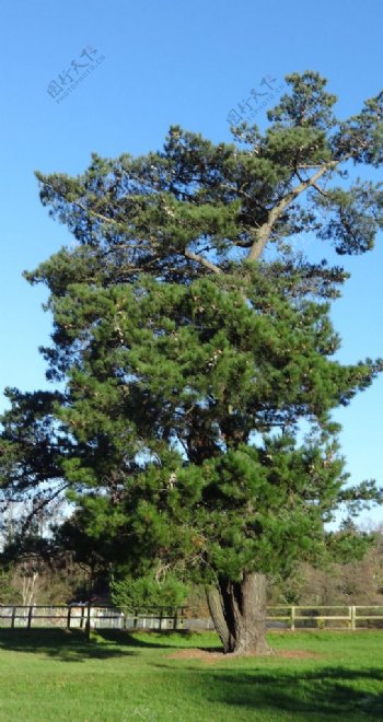 南安普敦市松树图片