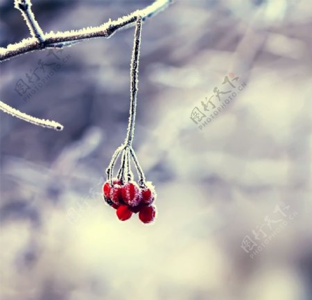冬季红浆果图片