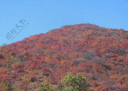坡峰岭红叶图片