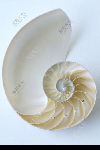生活靜物贝壳图片