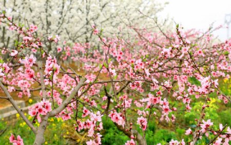 桃花图片