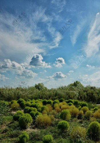 崇明湿地公园图片