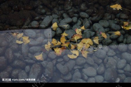 秋叶水滨图片