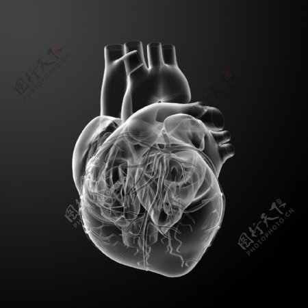 心脏结构图片