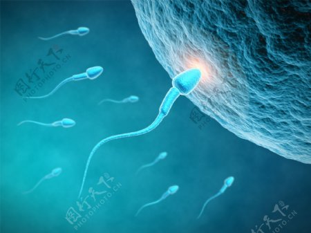 精子卵细胞图片
