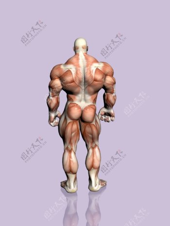 肌肉大力士图片