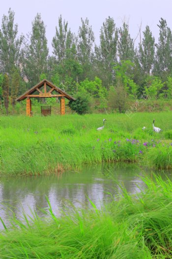 植物园湿地图片