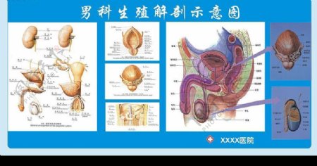 男科生殖系统解剖图图片