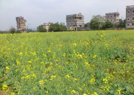 油菜花图片