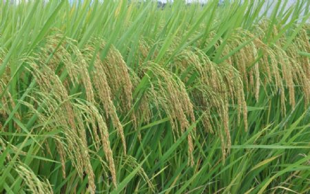水稻稻谷图片