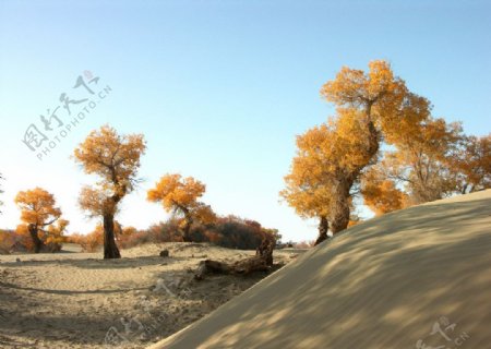 沙丘旁的胡杨树图片