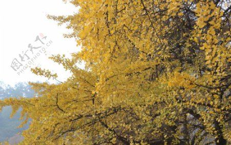 秋天钟爱的金色银杏树图片