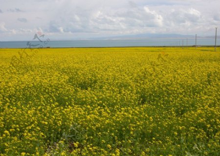 青海湖畔的油菜花田图片
