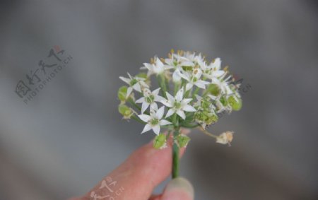 韭菜花白色花朵图片