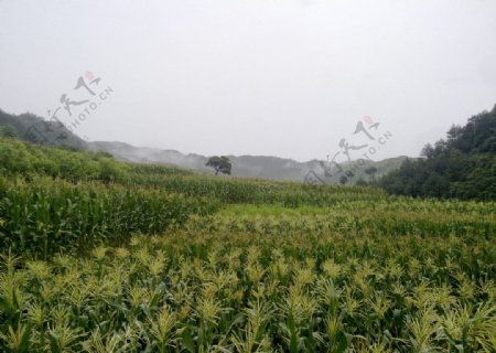 山坡玉米田图片