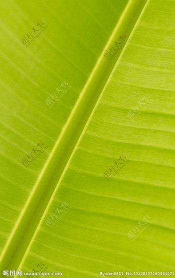 香蕉树葉图片