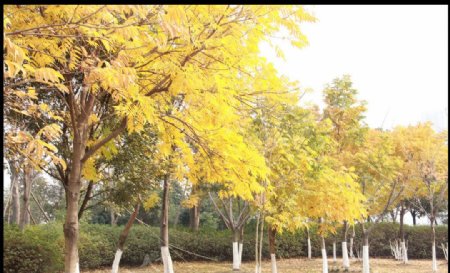 秋天黄树林图片