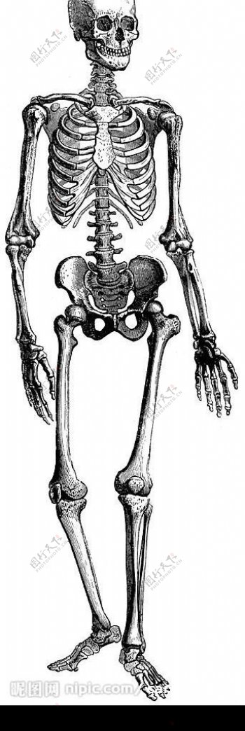 向左转的人体完整站立骨架图片