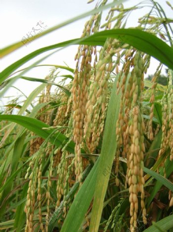 沉甸甸的水稻图片