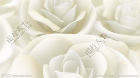 白玫瑰视频素材