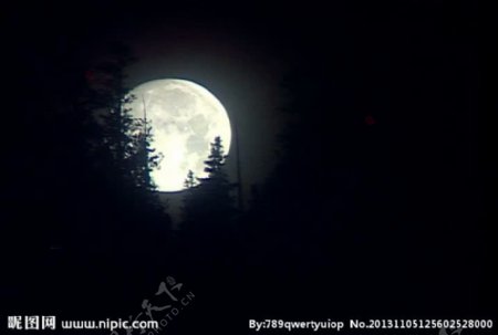 月亮树梢夜景视频素材