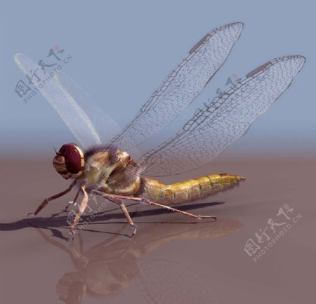 3D模型图库蜻蜓图片