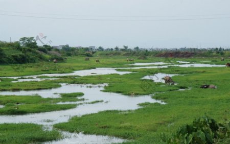 生态湿地田园景观图片