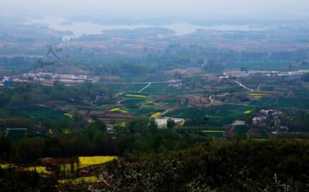 山野的菜花图片