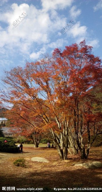 红枫树图片