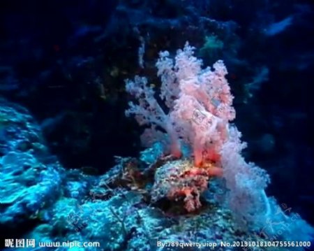 水中珊瑚视频素材