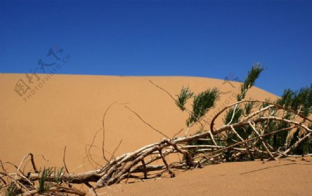 沙漠树根图片