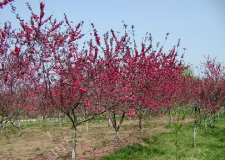 桃树林图片