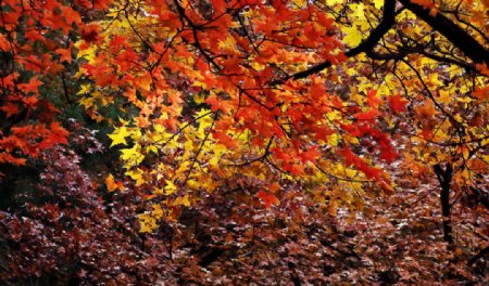 秋染枫树林图片