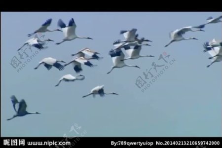 鸟类仙鹤飞翔视频素材