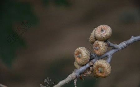 美国红栎树果图片