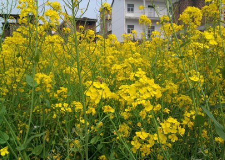 油菜花图片