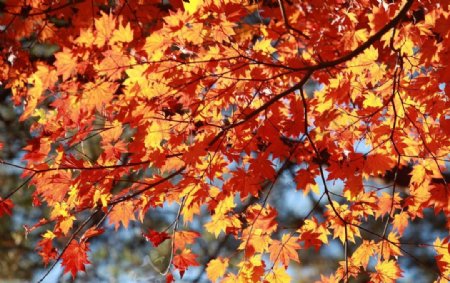 秋天枫树美景图片