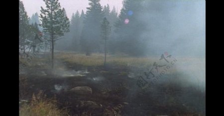 大自然森林火灾