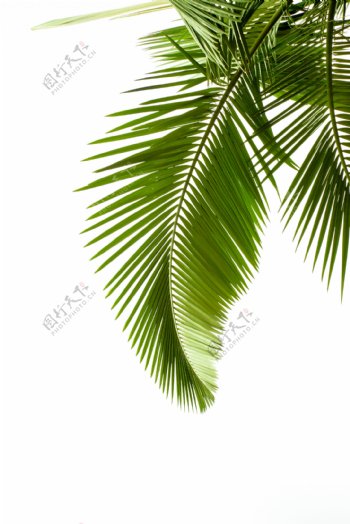 椰树棕榈叶图片