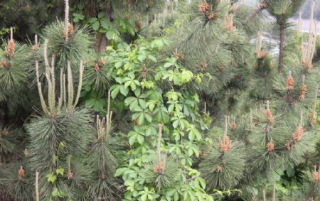 松和藤蔓图片