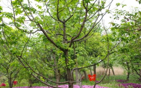 杭州西溪欧洲樱桃图片