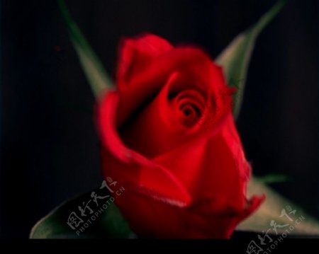 高速拍摄一朵大玫瑰盛开过程