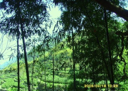 从竹林看到的梯田图片