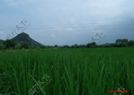 乡间稻田图片
