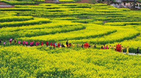 油菜花图片