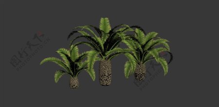 棕榈树3d模型图片