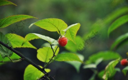 刺萢野果摄影图片