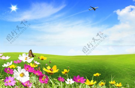花卉草地风景图片