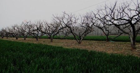 田野的果树林图片