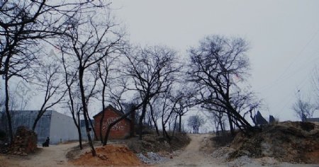 老树村图片